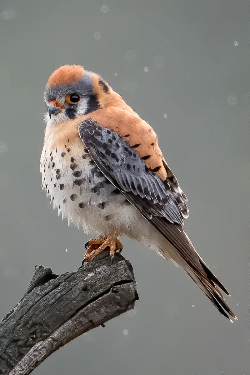 American Kestrels at sunset Grand Teton Tours by alpenglow tours