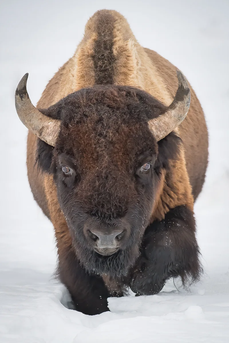 bison in snow at winter photography Tours by alpenglow tours