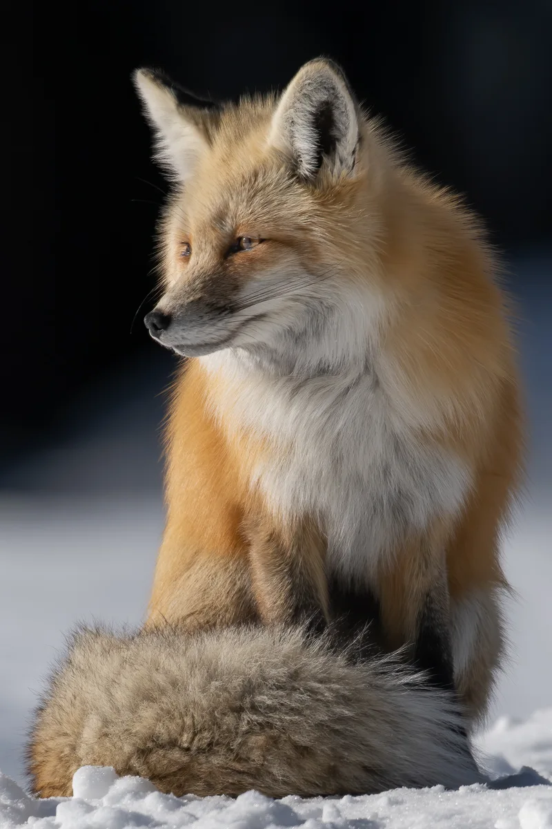 fox in snow at winter photography Tours by alpenglow tours