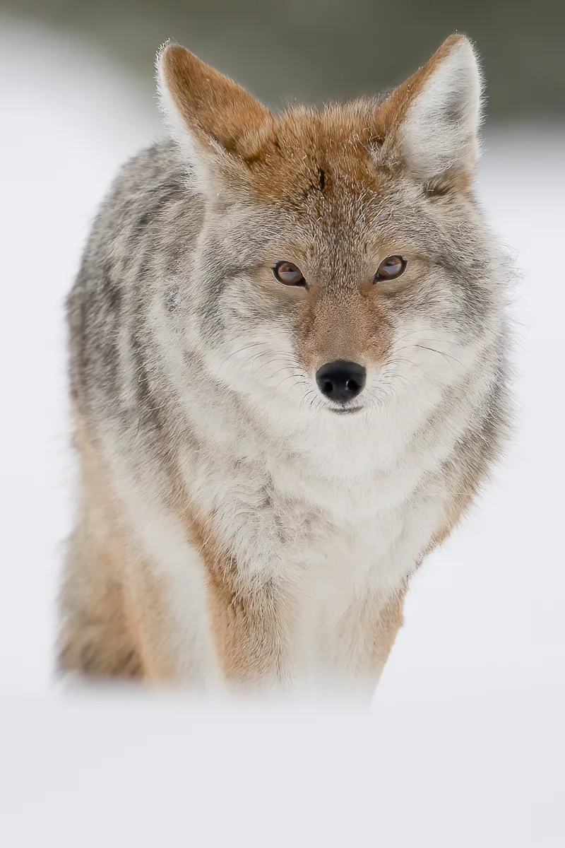 wolf at winter photography Tours by alpenglow tours