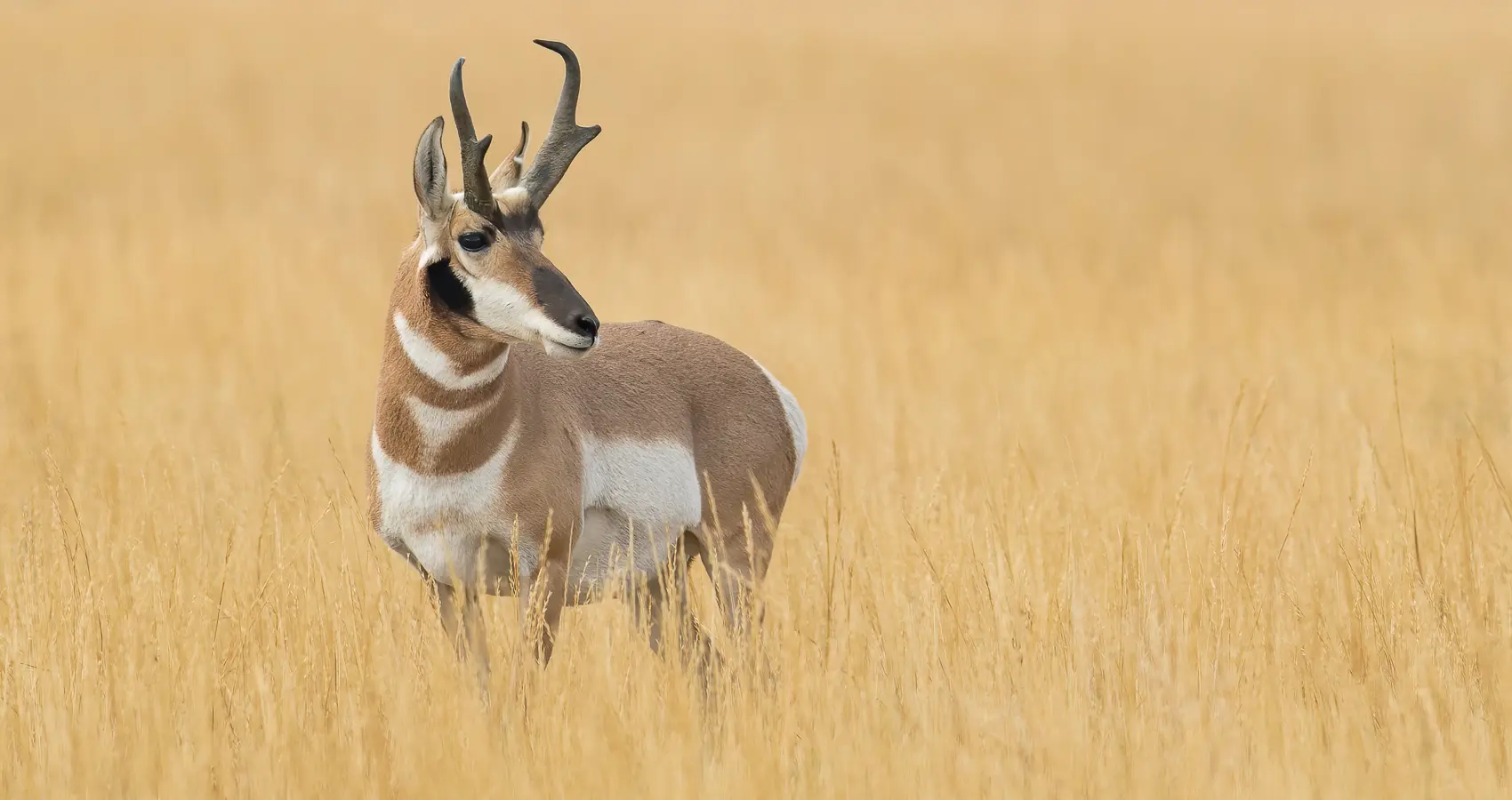 pronghorn in grand teton photography tours