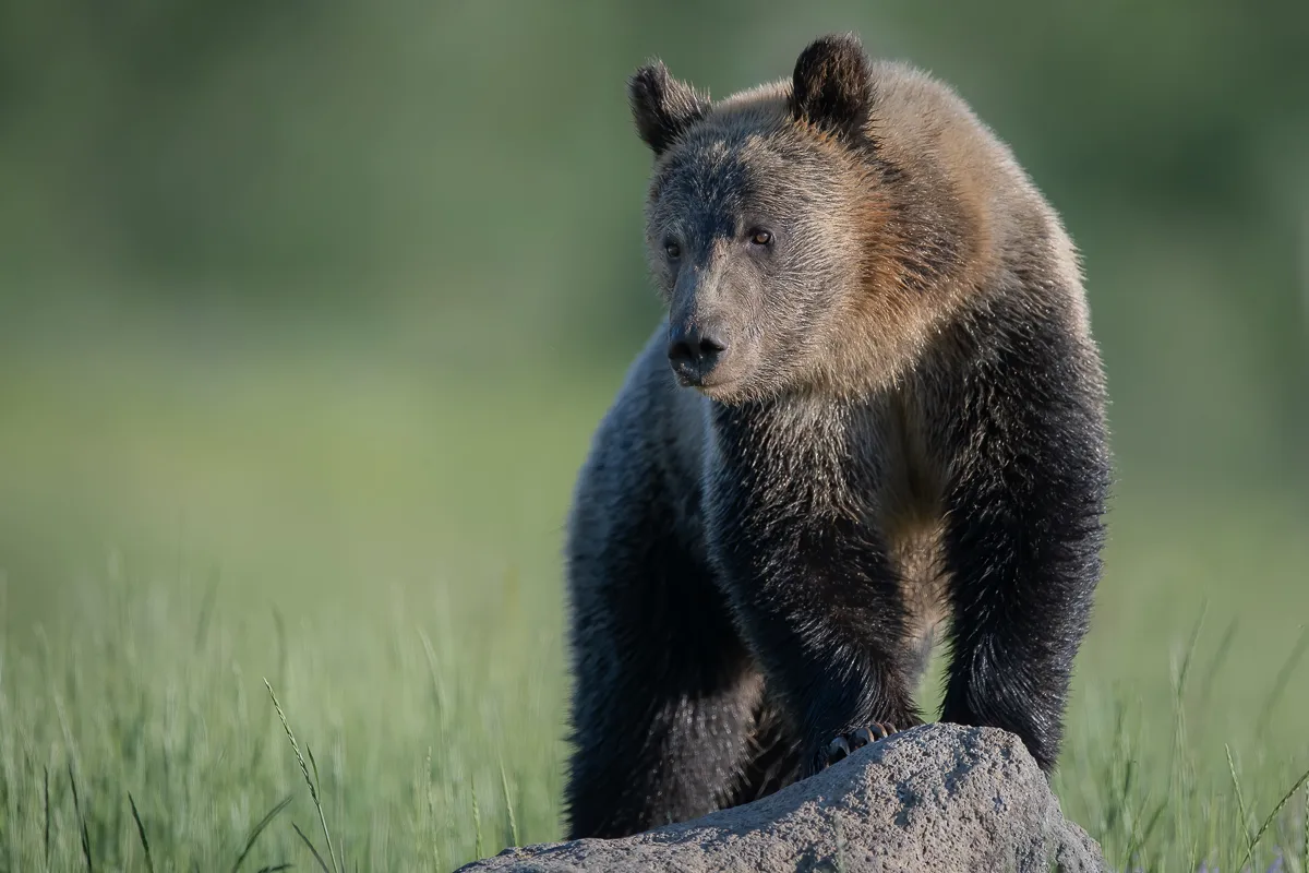 Wildlife Photography Tours