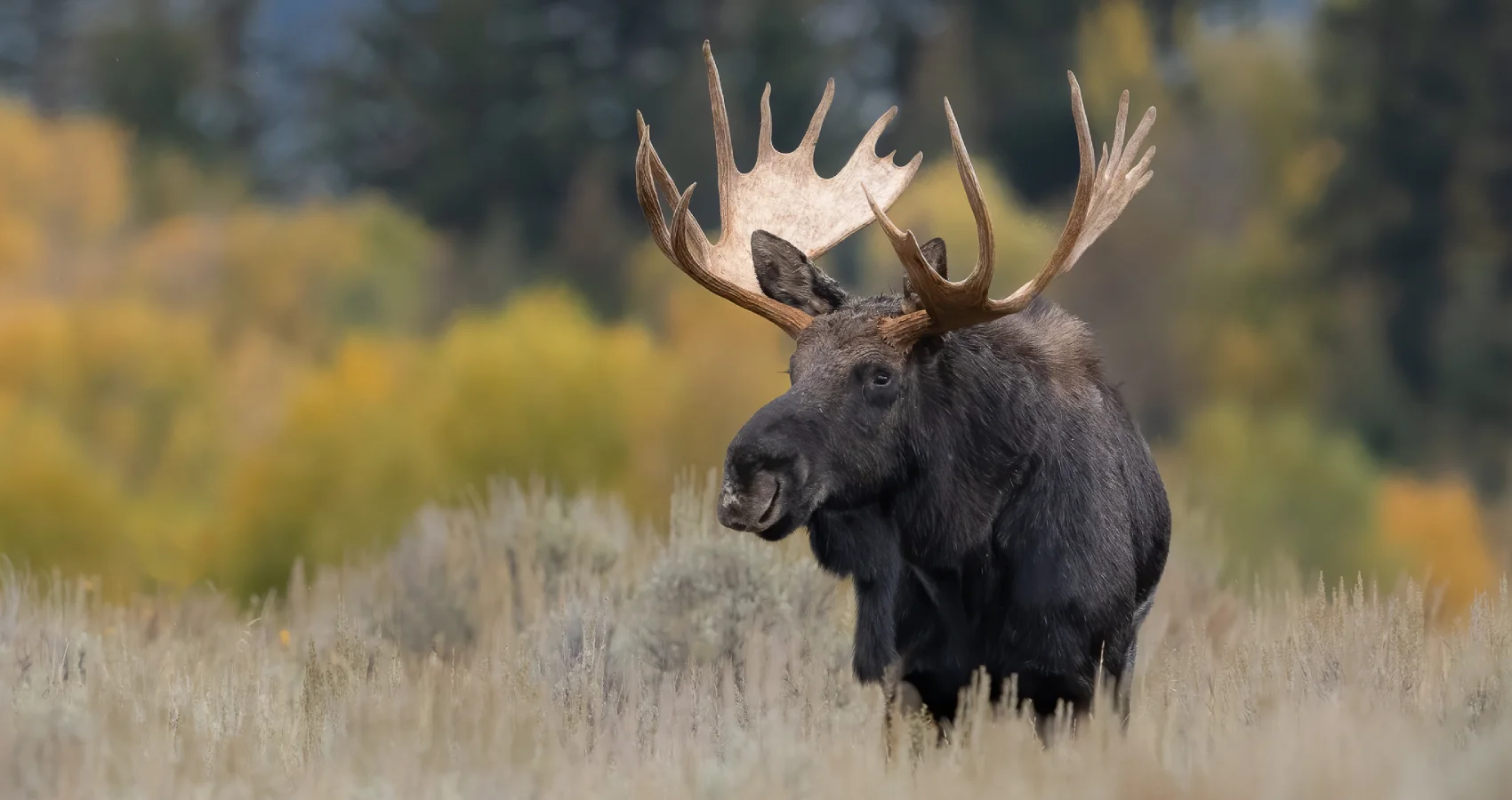 moose in scenic tours full day split tours