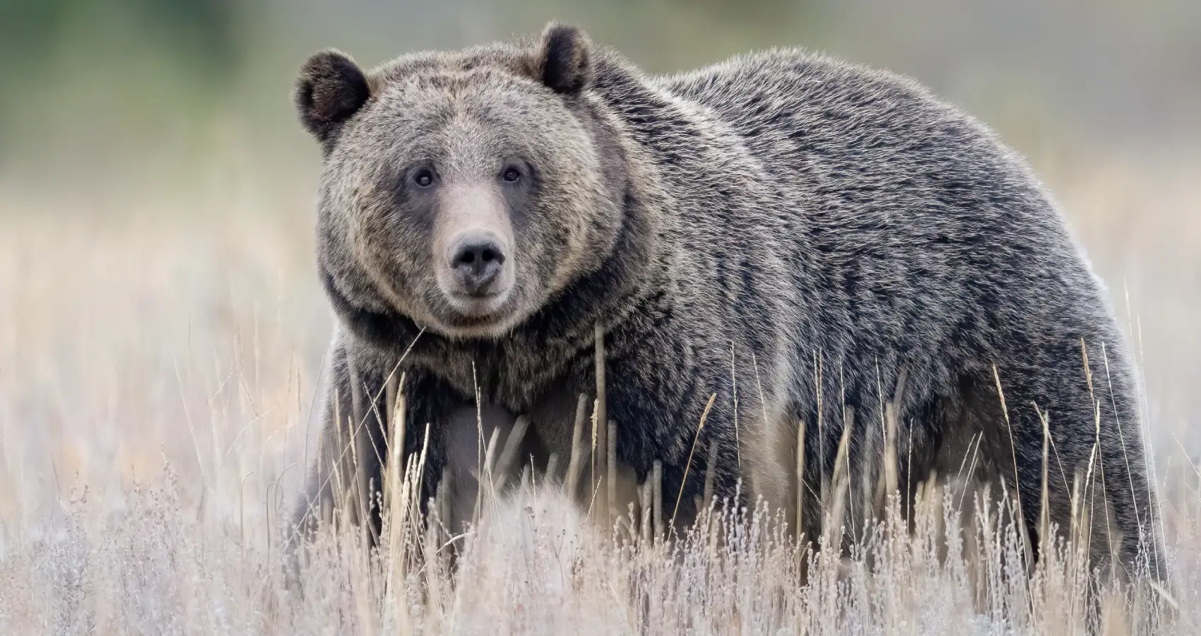 bear in scenic tours wildlife tours by alpenglow tours