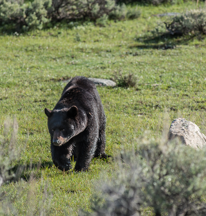 grand teton photography tours bear