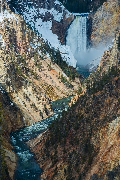  jackson hole wildlife 
